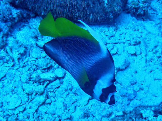 Click to View Singular Bannerfish<br><span style='font-size:12px'><i>Dave & Rose</i></span>