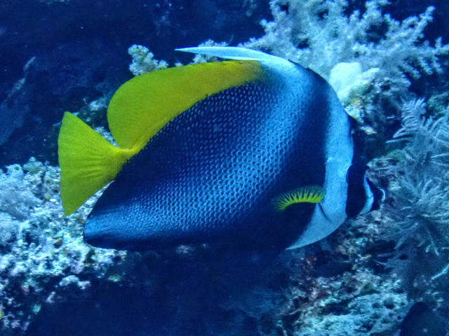 Singular Bannerfish<br><span style='font-size:12px'><i>Dave & Rose</i></span>