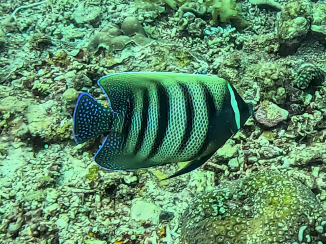Click to View Sixband Angelfish<br><span style='font-size:12px'><i>Dave & Rose</i></span>