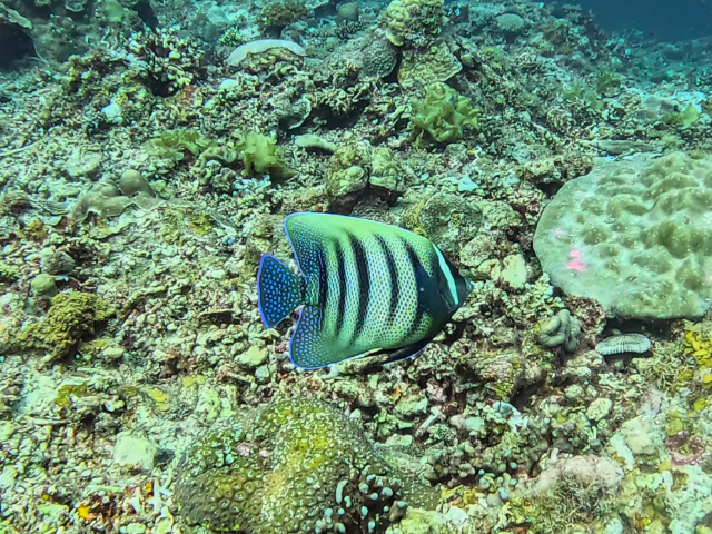 Click to View Sixband Angelfish<br><span style='font-size:12px'><i>Dave & Rose</i></span>