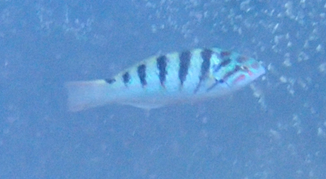 Click to View Sixbar Wrasse<br><span style='font-size:12px'><i>Dave & Rose</i></span>