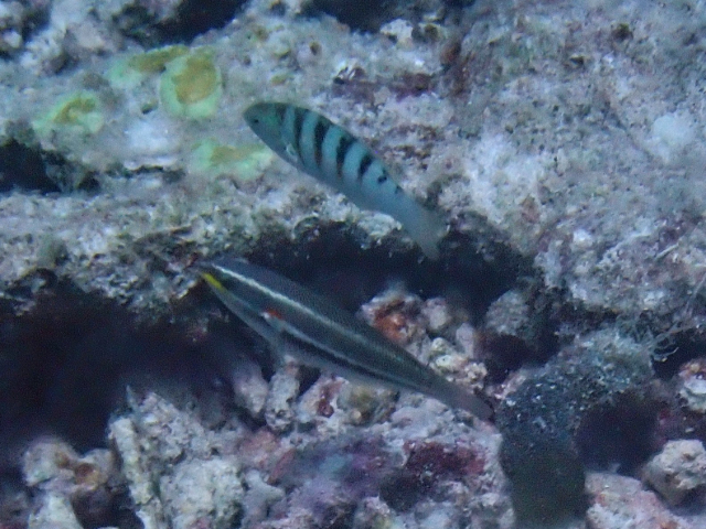 Sixbar Wrasse<br><span style='font-size:12px'><i>Dave & Rose</i></span>