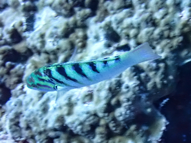Sixbar Wrasse<br><span style='font-size:12px'><i>Dave & Rose</i>&nbsp&nbspPhilippines&nbsp&nbsp30th Apr 2026</span>