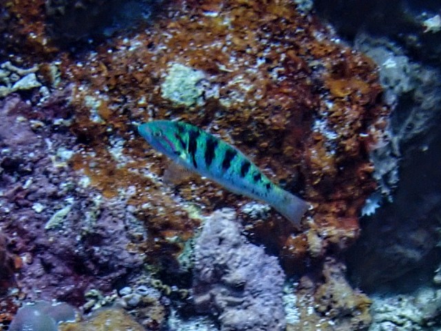 Click to View Sixbar Wrasse<br><span style='font-size:12px'><i>Dave & Rose</i></span>