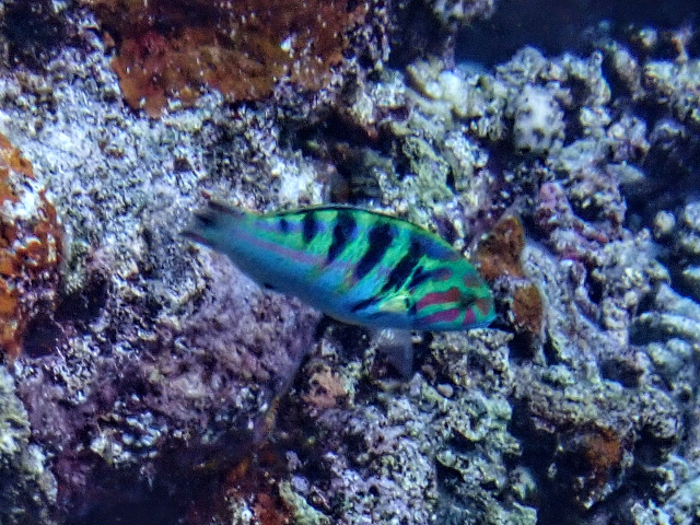 Click to View Sixbar Wrasse<br><span style='font-size:12px'><i>Dave & Rose</i></span>