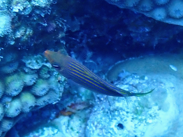 Click to View Sixline Wrasse<br><span style='font-size:12px'><i>Dave & Rose</i></span>