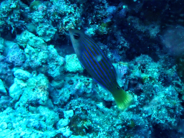 Click to View Sixline Wrasse<br><span style='font-size:12px'><i>Dave & Rose</i></span>