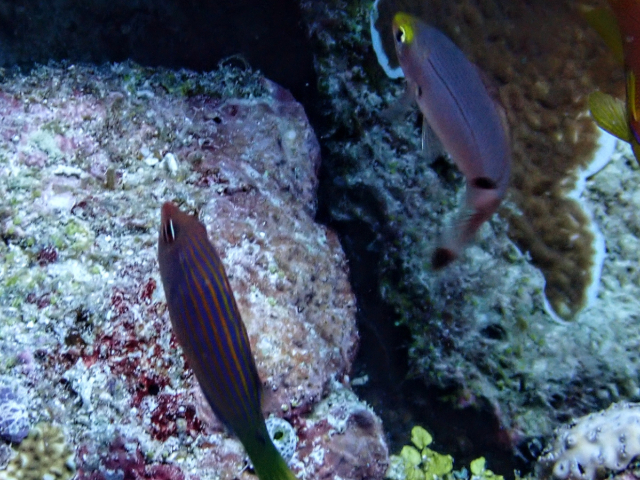 Click to View Sixline Wrasse<br><span style='font-size:12px'><i>Dave & Rose</i></span>