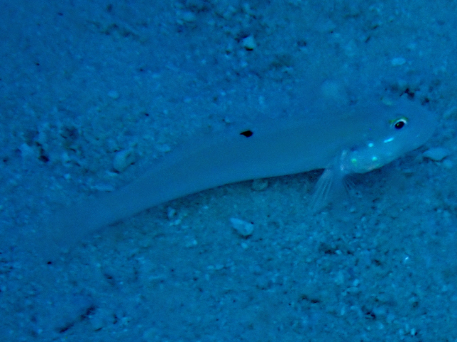 Click to View Sixspot Glidergoby<br><span style='font-size:12px'><i>Dave & Rose</i></span>