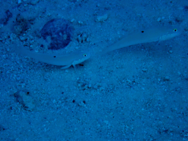 Click to View Sixspot Glidergoby<br><span style='font-size:12px'><i>Dave & Rose</i></span>