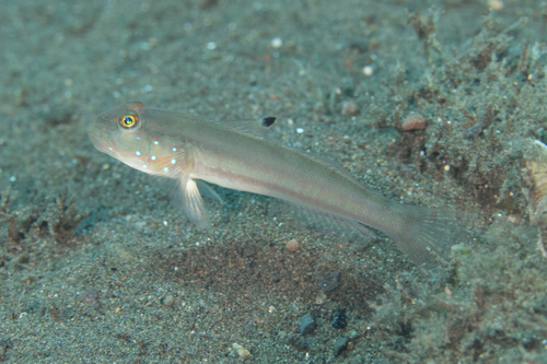 Click to View Sixspot Goby<br><span style='font-size:12px'><i>iNaturalist</i></span>