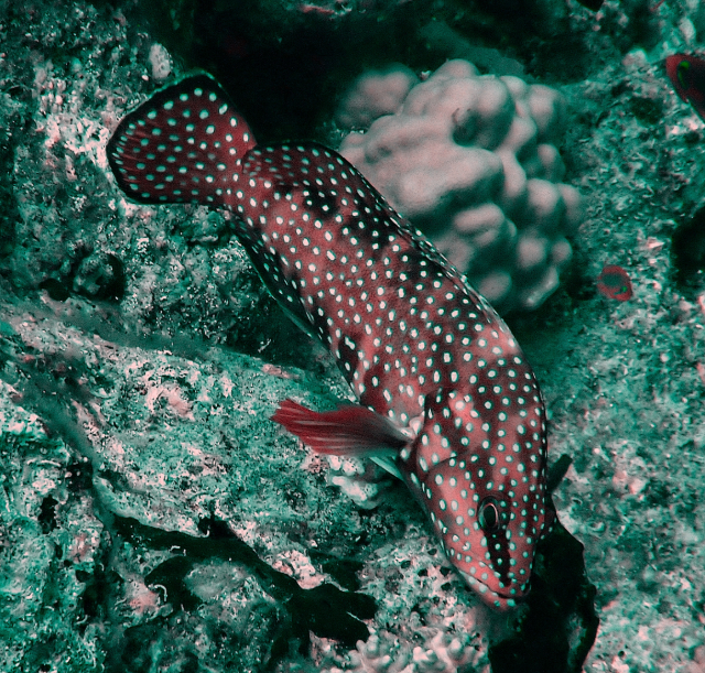 Click to View Sixspot Grouper<br><span style='font-size:12px'><i>Dave & Rose</i></span>