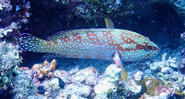 Click to View Sixspot Grouper<br><span style='font-size:12px'><i>Dave & Rose</i></span>