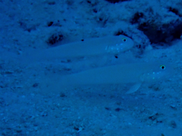 Click to View Sixspot Glidergoby<br><span style='font-size:12px'><i>Dave & Rose</i></span>