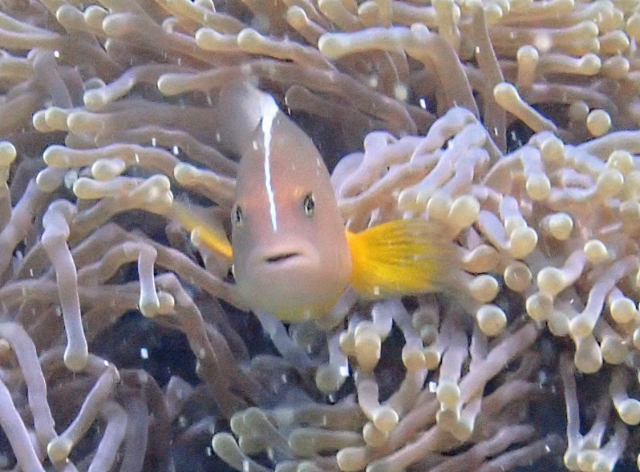 Click to View Skunk Anemonefish<br><span style='font-size:12px'><i>Dave & Rose</i></span>