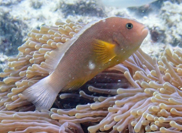 Click to View Skunk Anemonefish<br><span style='font-size:12px'><i>Dave & Rose</i></span>