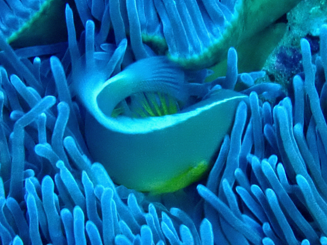 Click to View Skunk Anemonefish<br><span style='font-size:12px'><i>Dave & Rose</i></span>