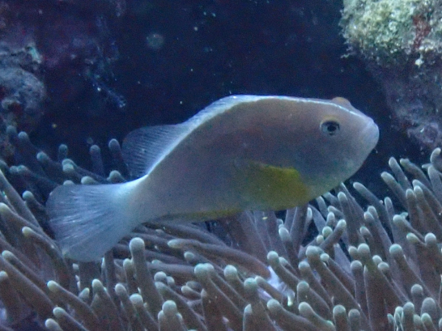 Click to View Skunk Anemonefish<br><span style='font-size:12px'><i>Dave & Rose</i></span>