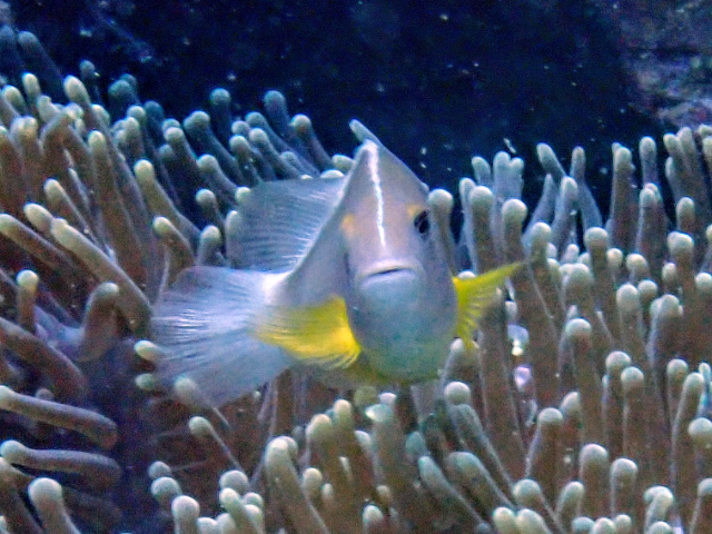 Click to View Skunk Anemonefish<br><span style='font-size:12px'><i>Dave & Rose</i></span>