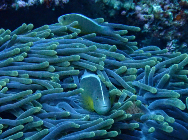 Click to View Skunk Anemonefish<br><span style='font-size:12px'><i>Dave & Rose</i></span>