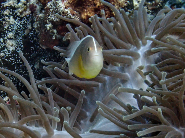 Click to View Skunk Anemonefish<br><span style='font-size:12px'><i>Dave & Rose</i></span>