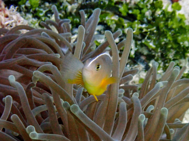 Click to View Skunk Anemonefish<br><span style='font-size:12px'><i>Dave & Rose</i></span>