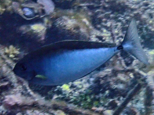 Click to View Sleek Unicornfish<br><span style='font-size:12px'><i>Dave & Rose</i></span>