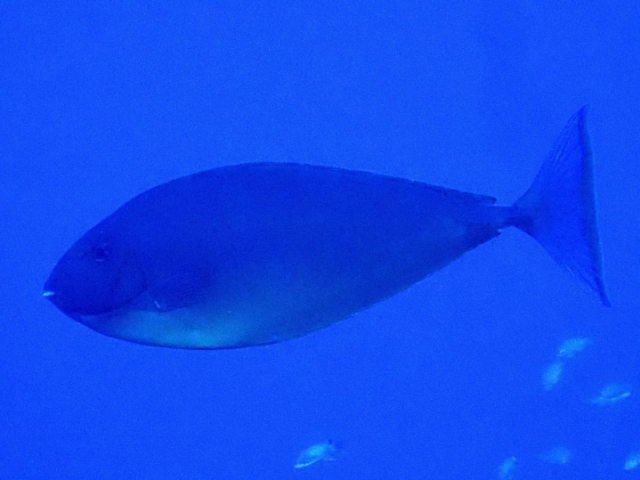 Click to View Sleek Unicornfish<br><span style='font-size:12px'><i>Dave & Rose</i></span>