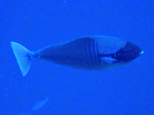 Click to View Sleek Unicornfish<br><span style='font-size:12px'><i>Dave & Rose</i></span>