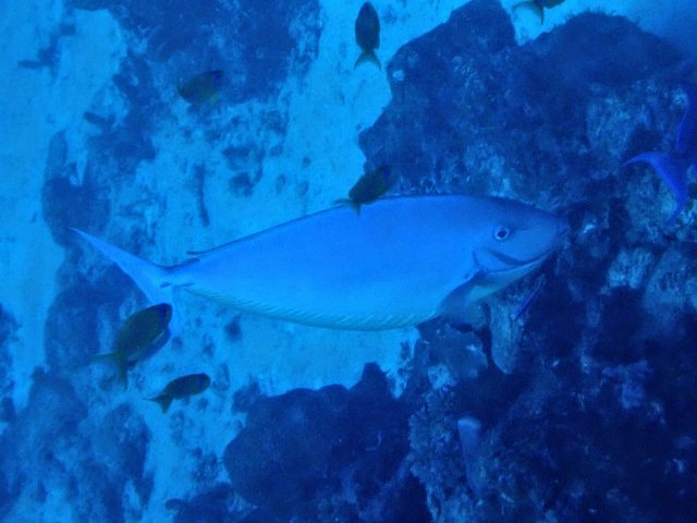 Click to View Sleek Unicornfish<br><span style='font-size:12px'><i>Dave & Rose</i></span>