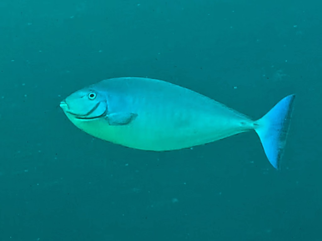 Sleek Unicornfish<br><span style='font-size:12px'><i>Dave & Rose</i>&nbsp&nbspMaldives&nbsp&nbsp13th Jan 2026</span>