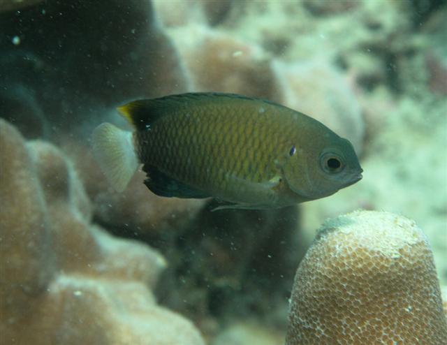 Click to View Slender Damsel<br><span style='font-size:12px'><i>Fishbase</i></span>