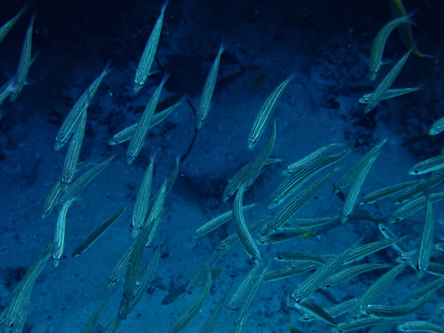 Click to View Slender Fusilier<br><span style='font-size:12px'><i>Dave & Rose</i></span>