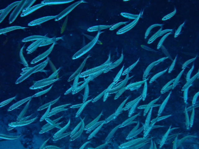 Click to View Slender Fusilier<br><span style='font-size:12px'><i>Dave & Rose</i></span>