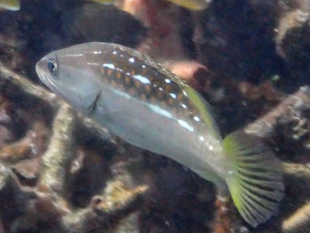 Slender Grouper<br><span style='font-size:12px'><i>Dave & Rose</i></span>