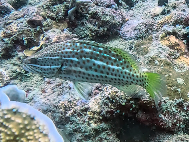 Slender Grouper<br><span style='font-size:12px'><i>Dave & Rose</i></span>