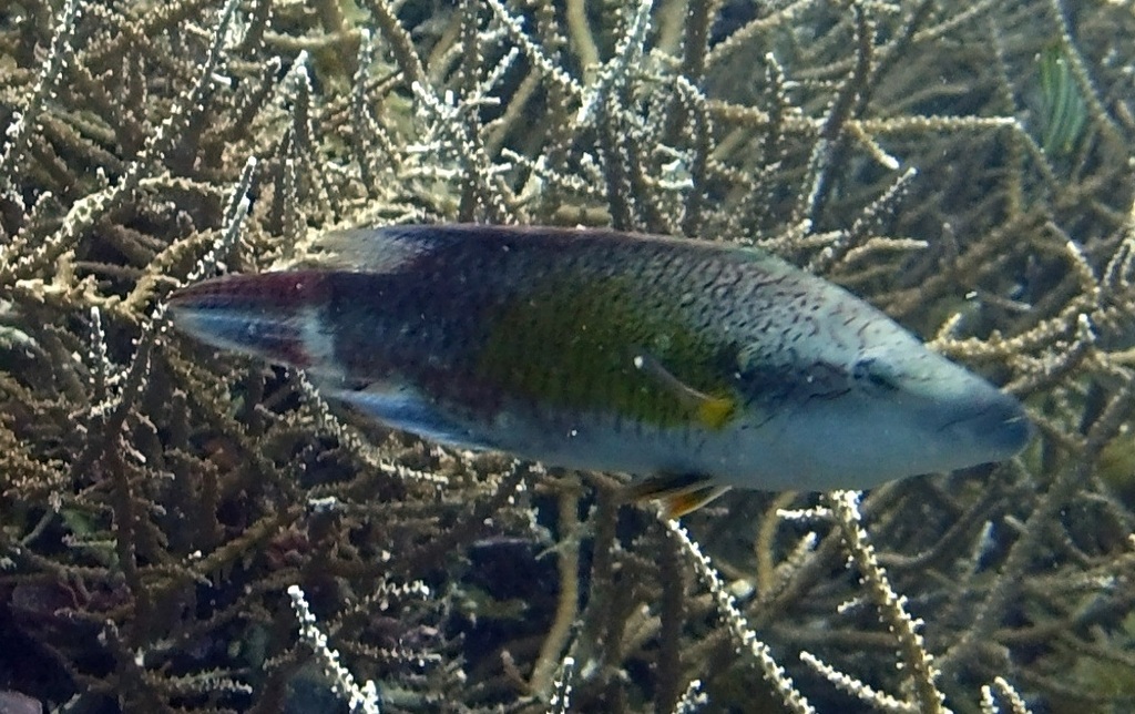 Click to View Slender Maori Wrasse<br><span style='font-size:12px'><i>iNaturalist</i></span>