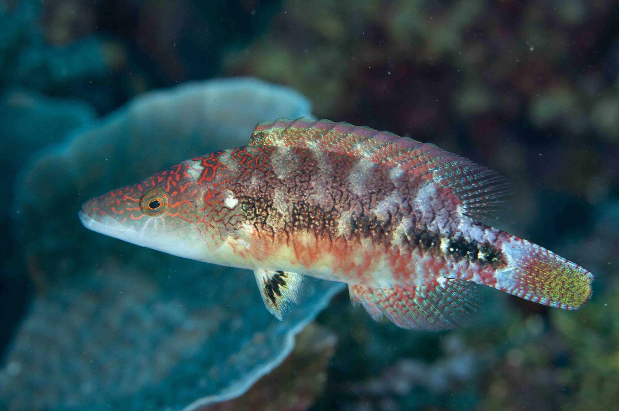 Click to View Slender Maori Wrasse - juvenile<br><span style='font-size:12px'><i>iNaturalist</i></span>