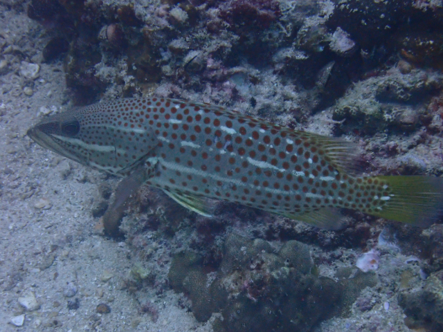 Click to View Slender Grouper<br><span style='font-size:12px'><i>Dave & Rose</i></span>