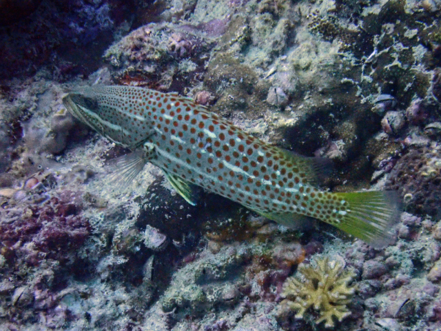 Click to View Slender Grouper<br><span style='font-size:12px'><i>Dave & Rose</i></span>