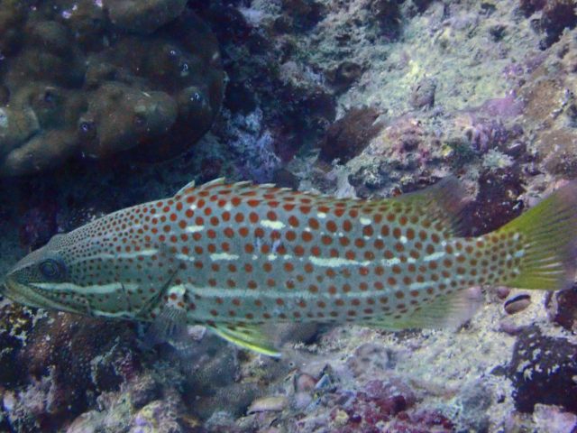 Click to View Slender Grouper<br><span style='font-size:12px'><i>Dave & Rose</i></span>