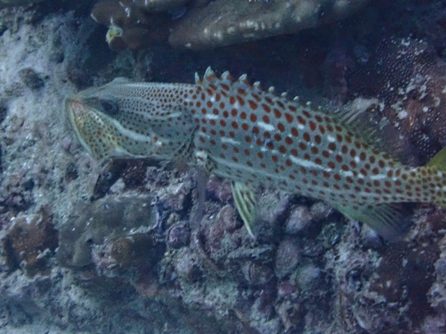 Click to View Slender Grouper<br><span style='font-size:12px'><i>Dave & Rose</i></span>