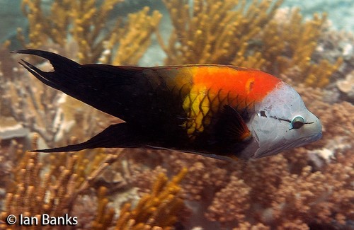 Click to View Slingjaw Wrasse<br><span style='font-size:12px'><i>iNaturalist</i></span>
