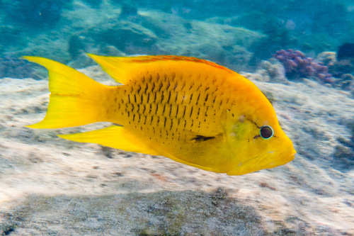 Click to View Slingjaw Wrasse - yellow form<br><span style='font-size:12px'><i>iNaturalist</i></span>