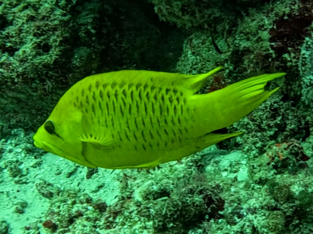 Slingjaw Wrasse<br><span style='font-size:12px'><i>Dave & Rose</i></span>