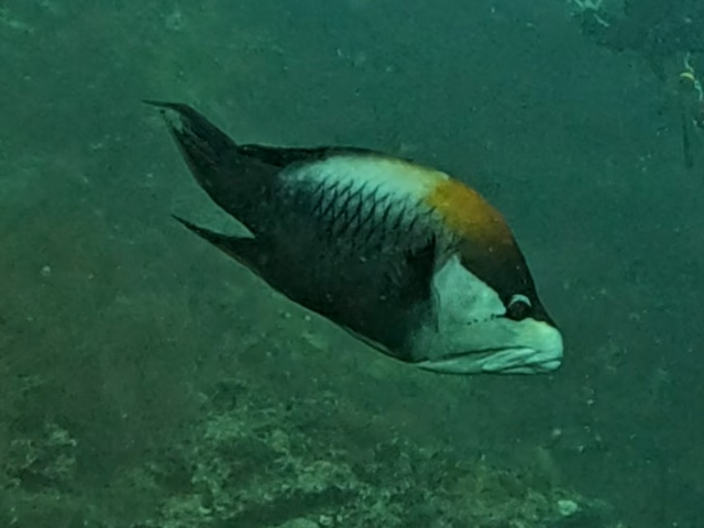 Slingjaw Wrasse<br><span style='font-size:12px'><i>Dave & Rose</i>&nbsp&nbspMaldives&nbsp&nbsp7th Jan 2026</span>
