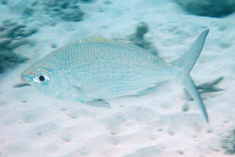 Click to View Smallscale Mojarra<br><span style='font-size:12px'><i>Wiki</i></span>