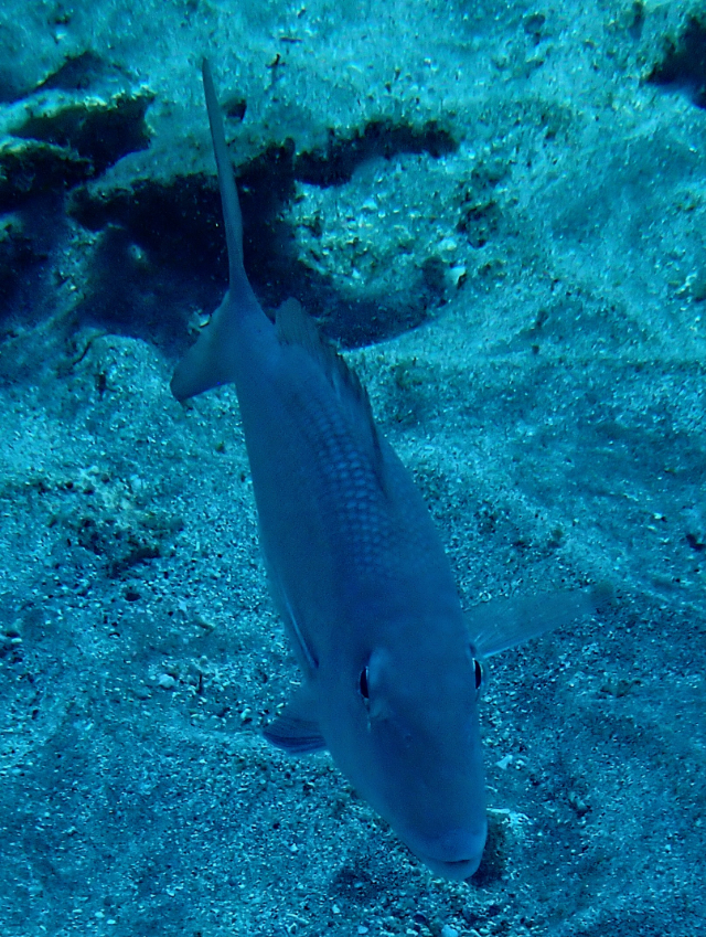 Click to View Smalltooth Emperor<br><span style='font-size:12px'><i>Dave & Rose</i></span>