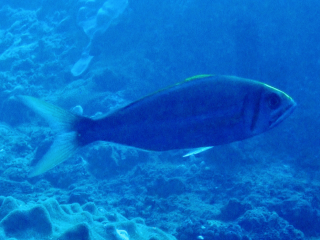 Click to View Smalltooth Jobfish<br><span style='font-size:12px'><i>Dave & Rose</i></span>