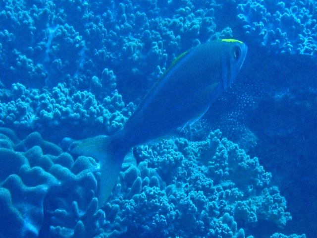 Click to View Smalltooth Jobfish<br><span style='font-size:12px'><i>Dave & Rose</i></span>